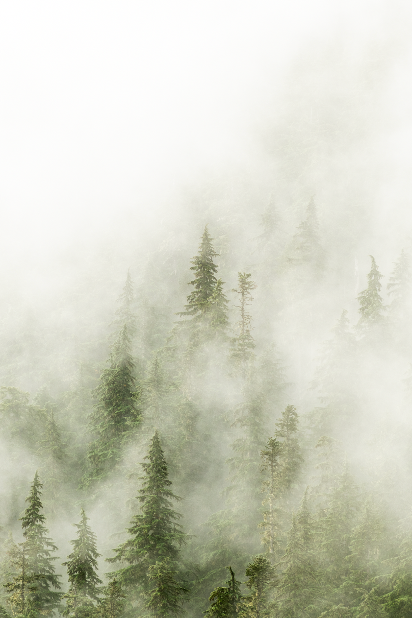 Trees in Fog