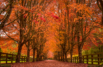 Fall Driveway