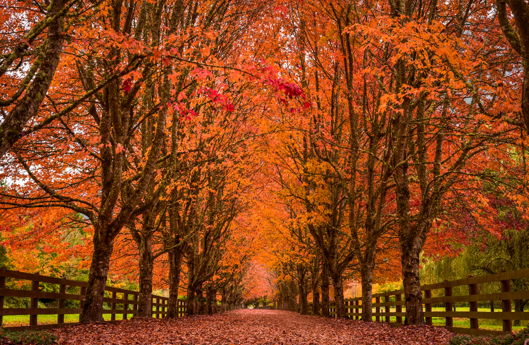 Fall Driveway