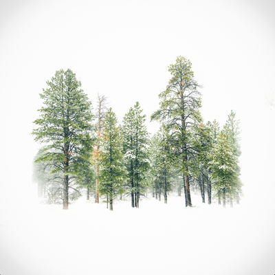 Storm Trees