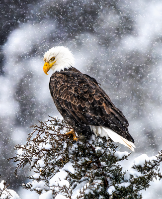Eagle