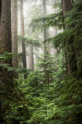 Foggy Forest I