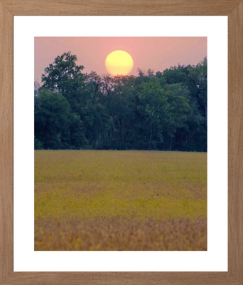 Sunset Fields