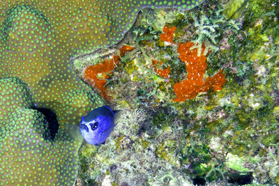 Blue fish
