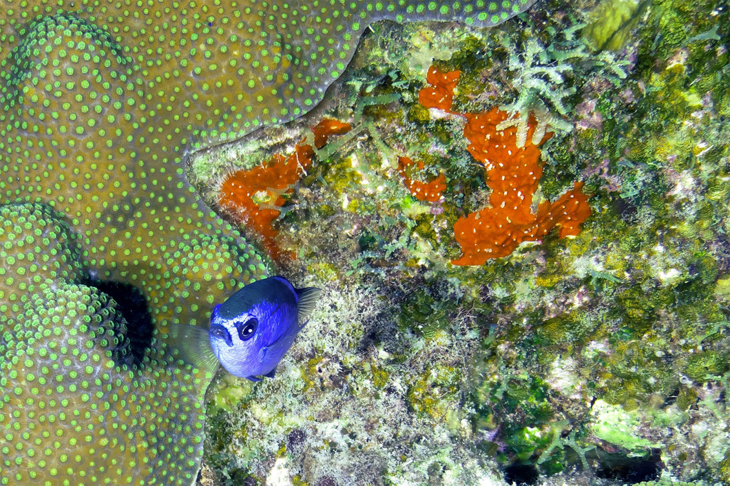 Blue fish