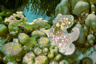 Octopus 2