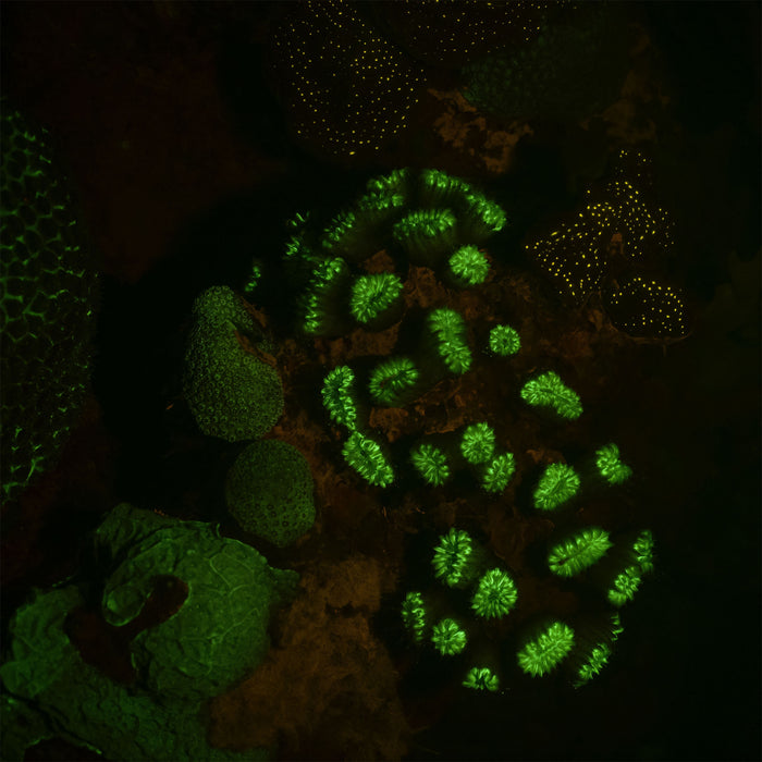Fluorescent coral red and green