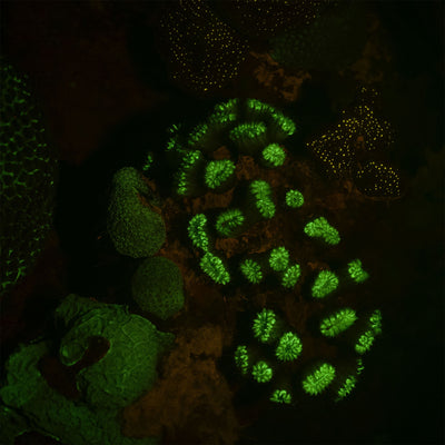 Fluorescent coral red and green