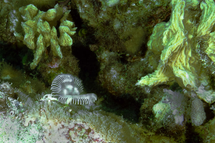Christmas tree worm 2