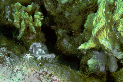 Christmas tree worm 2