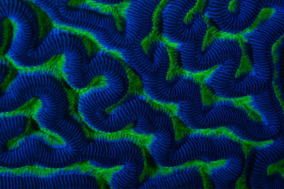 Fluorescent brain coral
