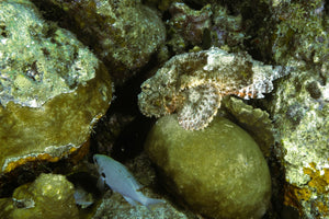 Scorpion fish