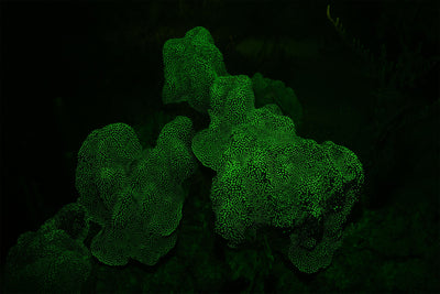 Fluorescent green coral 2