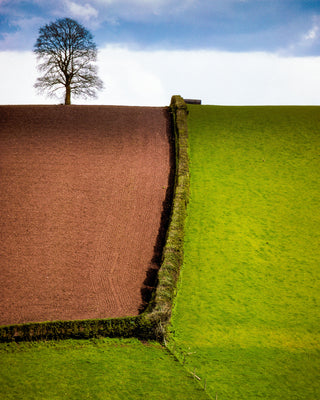 A Tree.  Ide, England