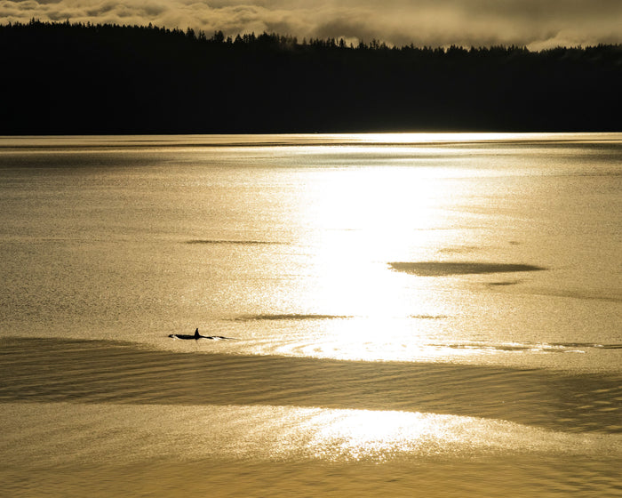 Orca at Sunset