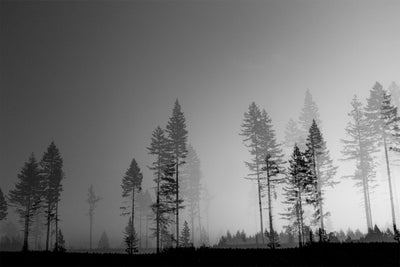 Ghost Trees