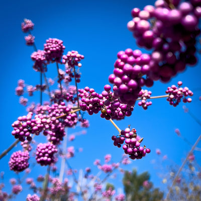 Purple Berries