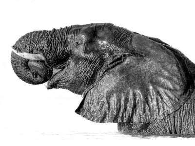 Bathing Elephant