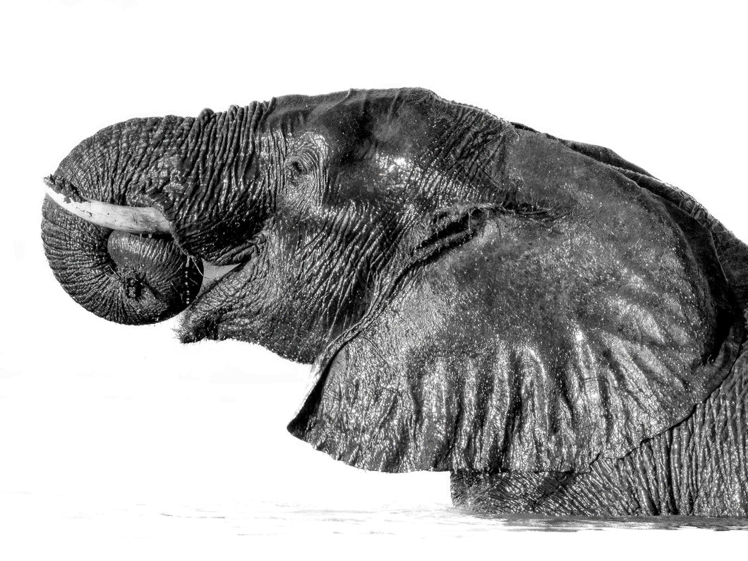 Bathing Elephant