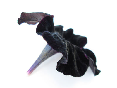 Black Petunia