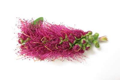 Bottle Brush