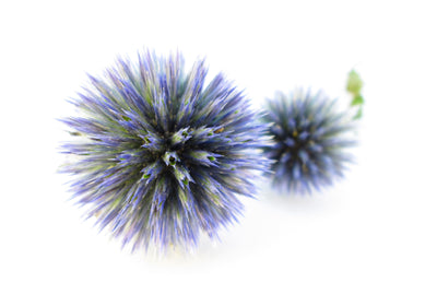 Thistle