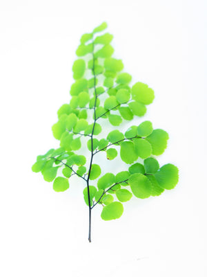 New Fern