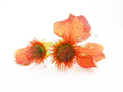 Orange Desiccated
