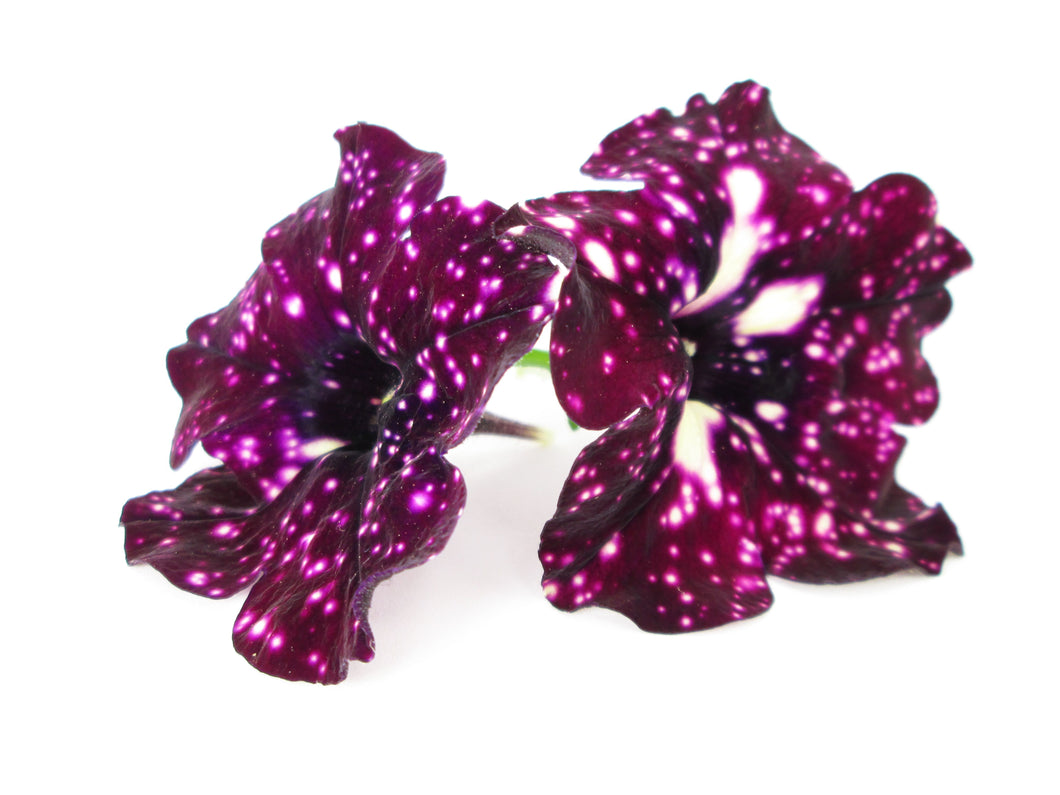 Star Pansies