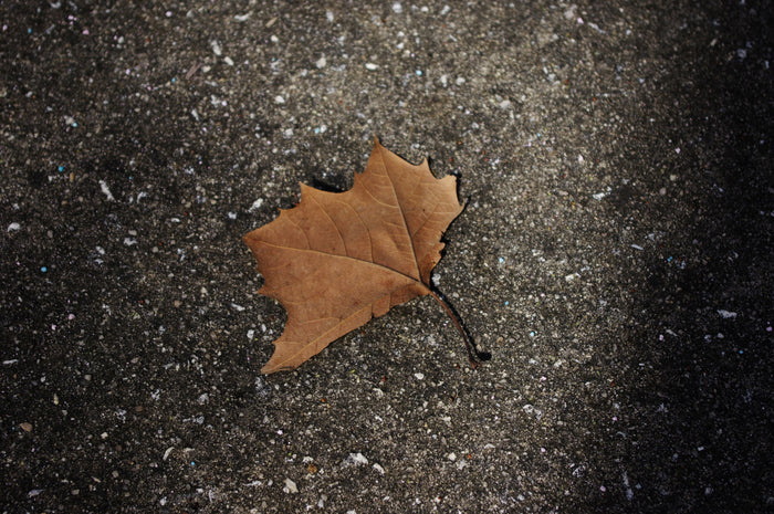 A Leaf