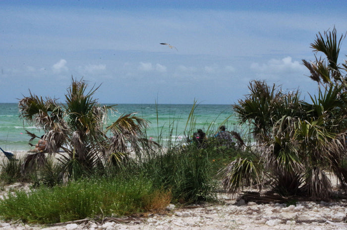 The beach in Dunedin