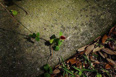 Single Red Chenille