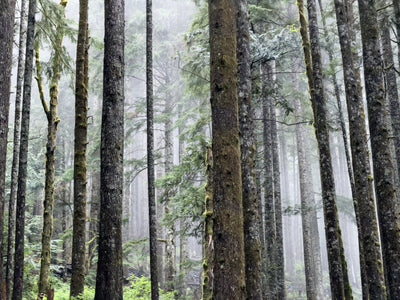 Cloud in the Forest