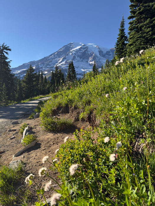 Mount Rainier Wildflower Trail