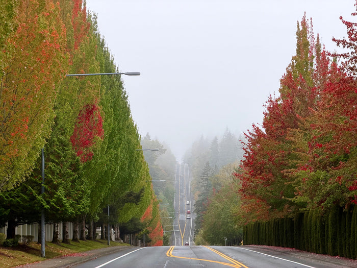 Misty Morning between Maple Trees