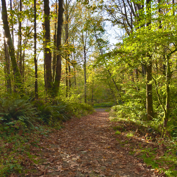 A Trail in Autumn No.1 (30*30)