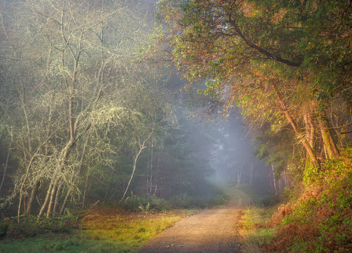 Dockton Forest Trail #2