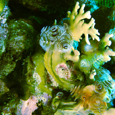 Christmas tree worm and coral