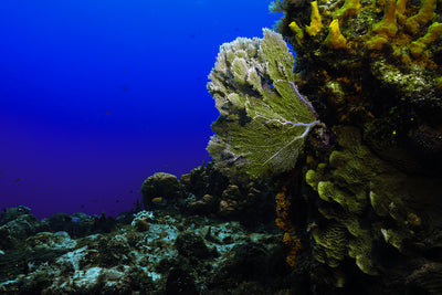 Fan coral and wall