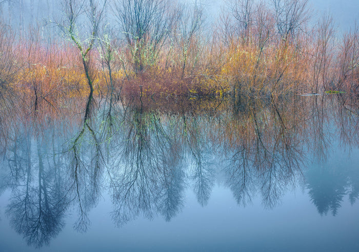 Winter Forest Reflections, Mukai Pond #18