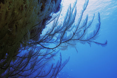 Soft coral and wall