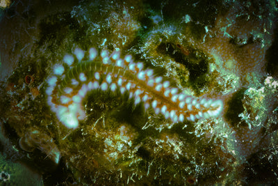 Fireworm
