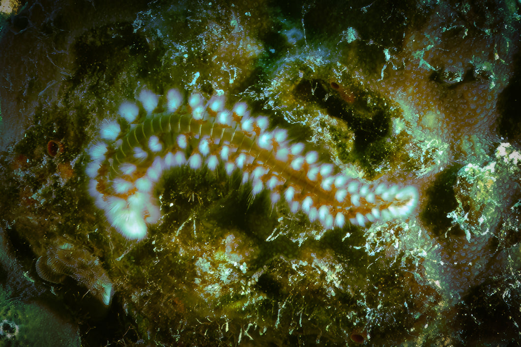 Fireworm