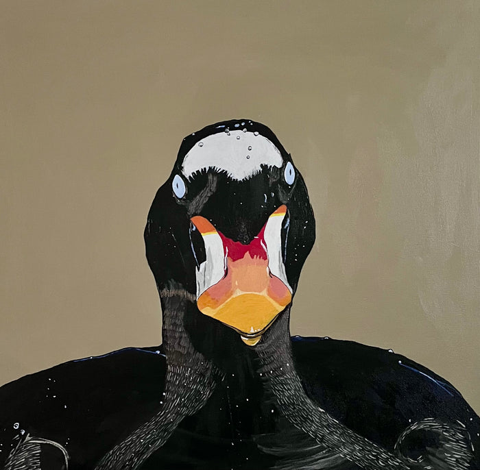 Surf Scoter