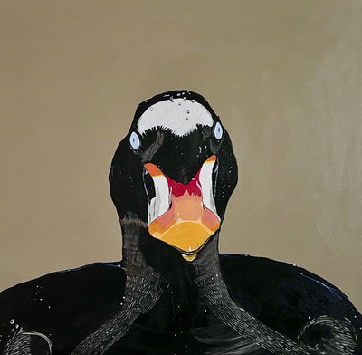 Surf Scoter