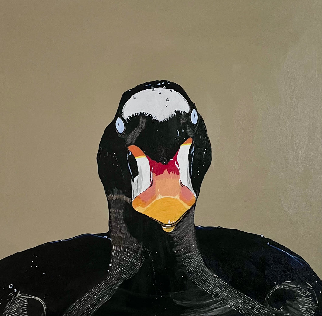 Surf Scoter