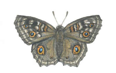 Junonia Lemonias