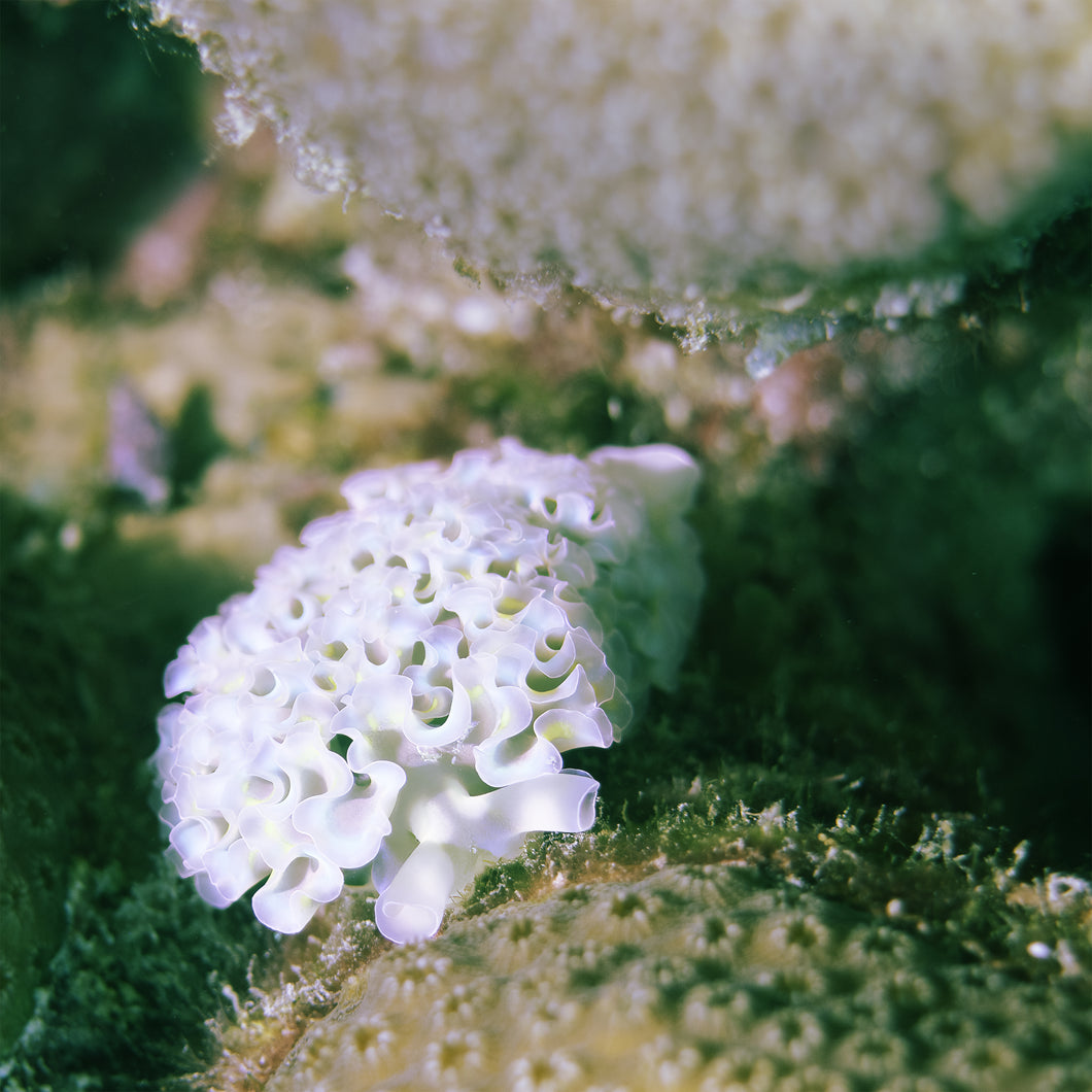 Lettuce sea slug