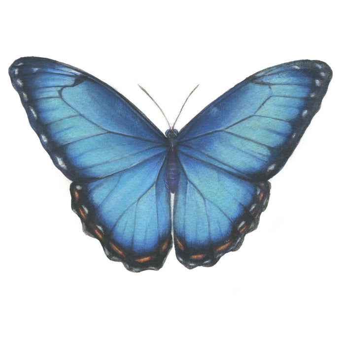 Morpho Menelous