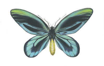 Ornithoptera Alexandrae